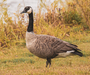 country goose standing on a grass