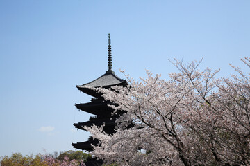 桜咲く東寺