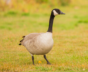 goose on the grass