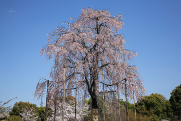 不二桜