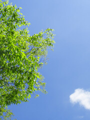 新緑と青空