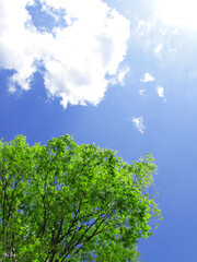 新緑と青空