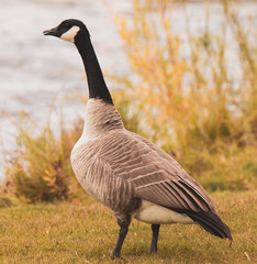 country goose standing on the grass