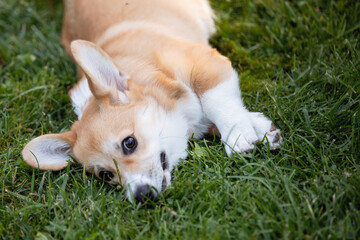 Welsh Corgi Pembroke