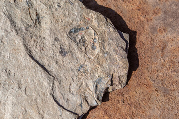 Trilobite Fossil in Shale from Oak Springs Trilobite Site along Highway 93 outside Caliente, NV