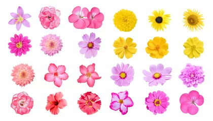 Fototapete Blumen Various colorful flower isolated on white background with clipping path. Set of Dahlia, Adenium, Rose, Chrysanthemum, Cosmos, Zinnia Flowers