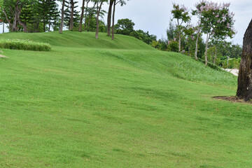 A green lawn garden with trees in the park. Summer landscape.