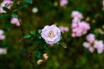 pink rose in the garden