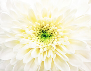 White chrysanthemum flower center macro shot. Fresh and soft color, warm light.