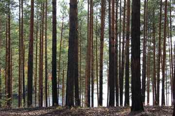 Obraz premium Forest and lake scenery. Trees trunk nature background for card, wallpaper, notebook, wrapping