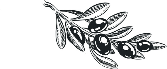 Olive branch. Black and white vector drawing