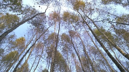 Russian nature. Forest. Birch Grove.