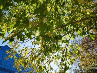 green leaves against blue sky
