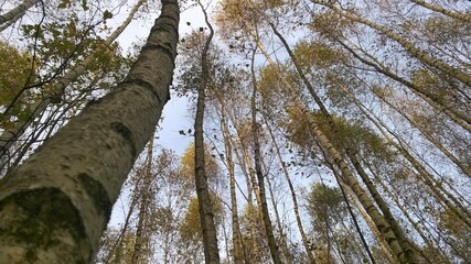 Russian nature. Forest. Birch Grove.