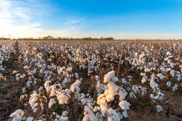 Obraz premium Cotton field landscape in Texas