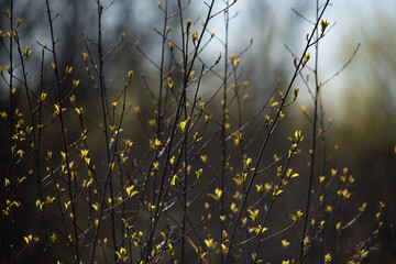 spring bloom