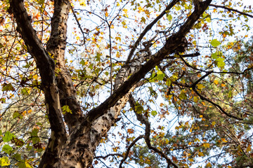 Árbol con hojas de otoño