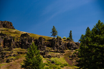 hill top trees