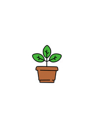 Green indoor leafy flat style ficus tree in pot  icon. Ficus tree.