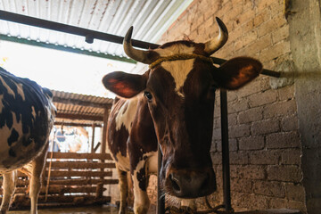 Cow with horns in the stable