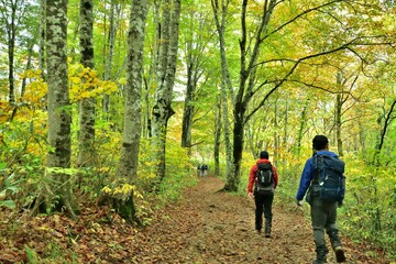 秋の森を歩く