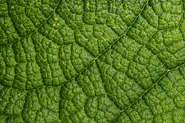 Close-up of a leaf textured background, beautiful nature texture concept