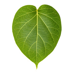Green leaf isolated isolated on white background with clipping path