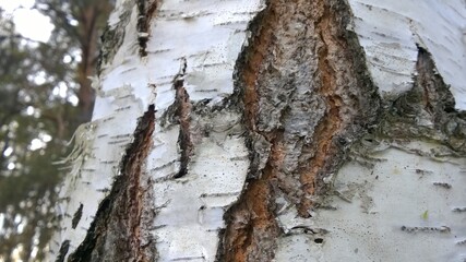 Russian nature. Forest. Birch Grove.