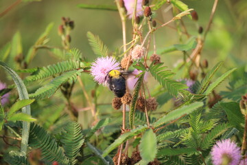 tiny bees suck honey in wild flower essence in a city park