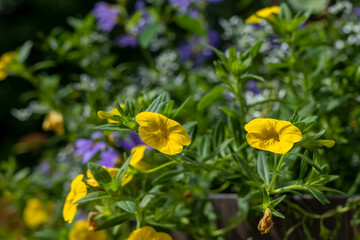 Beautiful calibrochao, yellow million bells flower, with many blossoms in springtime, with shallow depth of field focus.