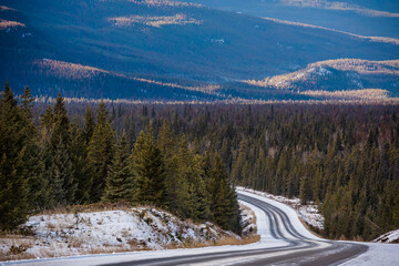 Forest seen from the Trans Canada Highway between Banff and Jasper. Alberta, Canada.