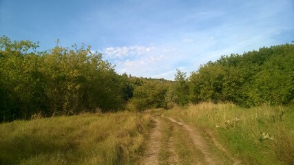 Fototapeta na wymiar Russian nature. Forest. Russian field.