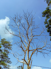 tree branches with a clear sky background