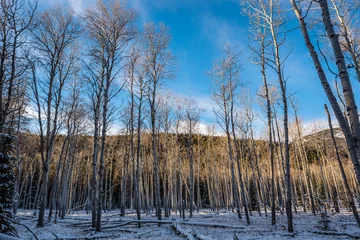 Foto auf Leinwand Dry trees somewhere near Jasper. Alberta, Canada. © Marcos