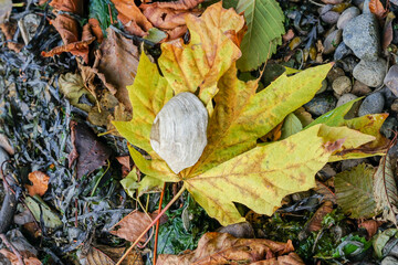Autumn leaf and sea shell