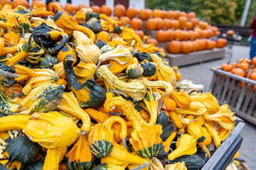 Freaky Gords and squash, pumpkins, Halloween, Farmer's Market Gords