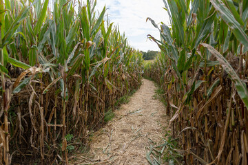 Corn maze in haunted field