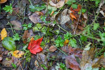 Red autumn leaf aboung green