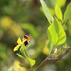Western Honey Bee (Apis mellifera) collecting nectar and pollen from Hop Goodenia  flower, South...