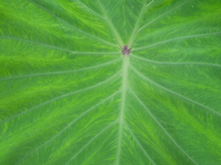 green leaf texture for background.