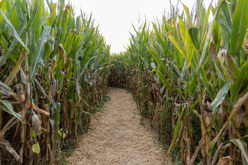 Corn maze in haunted field