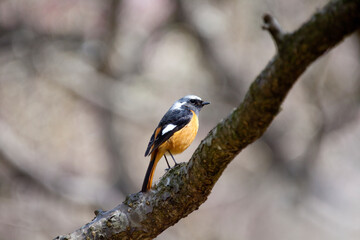 渡り鳥ジョウビタキ