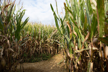 Corn maze in haunted field