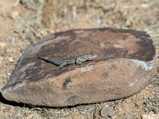 Western Fence lizard or Blue belly lizard, Sceloporus occidentalis, on a rocking the Nevada desert.
