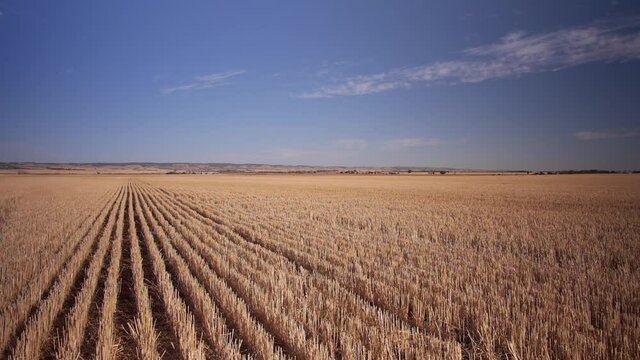 Wheat barley stubble rows on blue sky day in rural Austalia