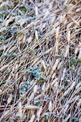 霜が降りた草むら