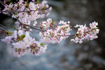 川面の桜