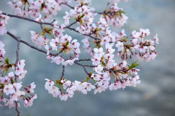 川面の桜