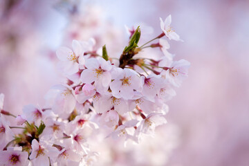 Obraz premium 桜のアップ