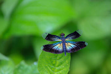 butterfly on a flower